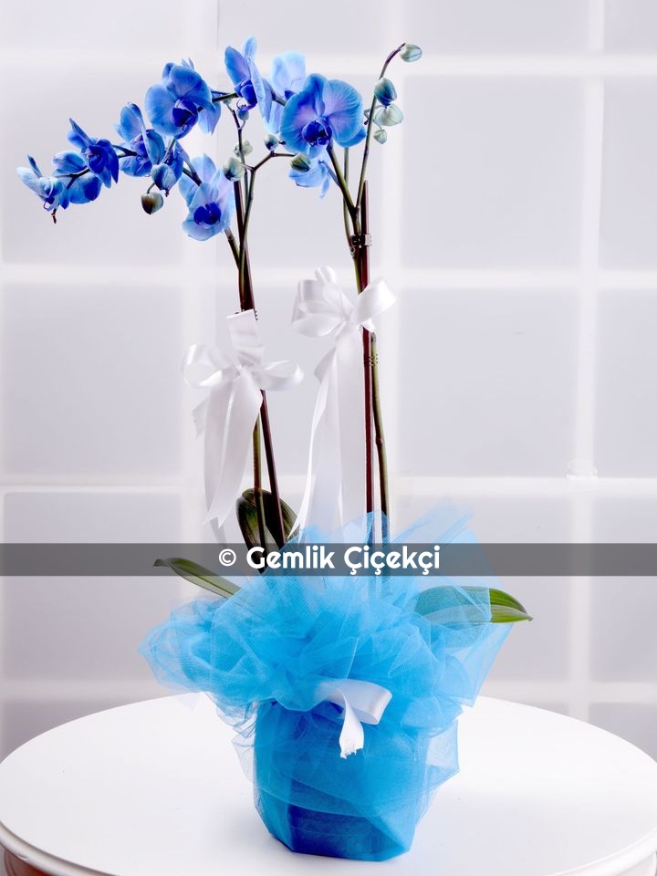 İlahi Aşk Mavi Orkide Çiçeği